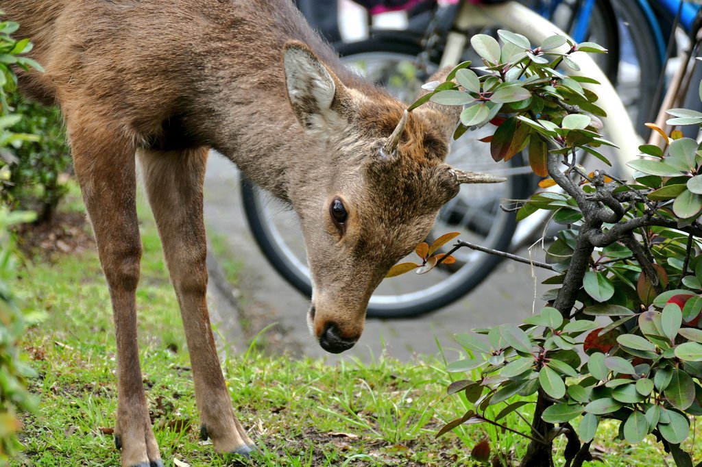山本 夏子 tweet media