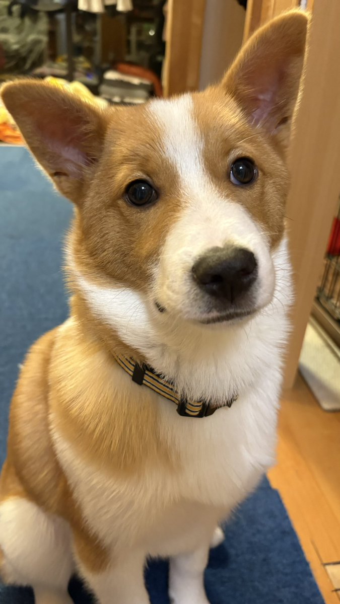 なずな🐶 tweet media