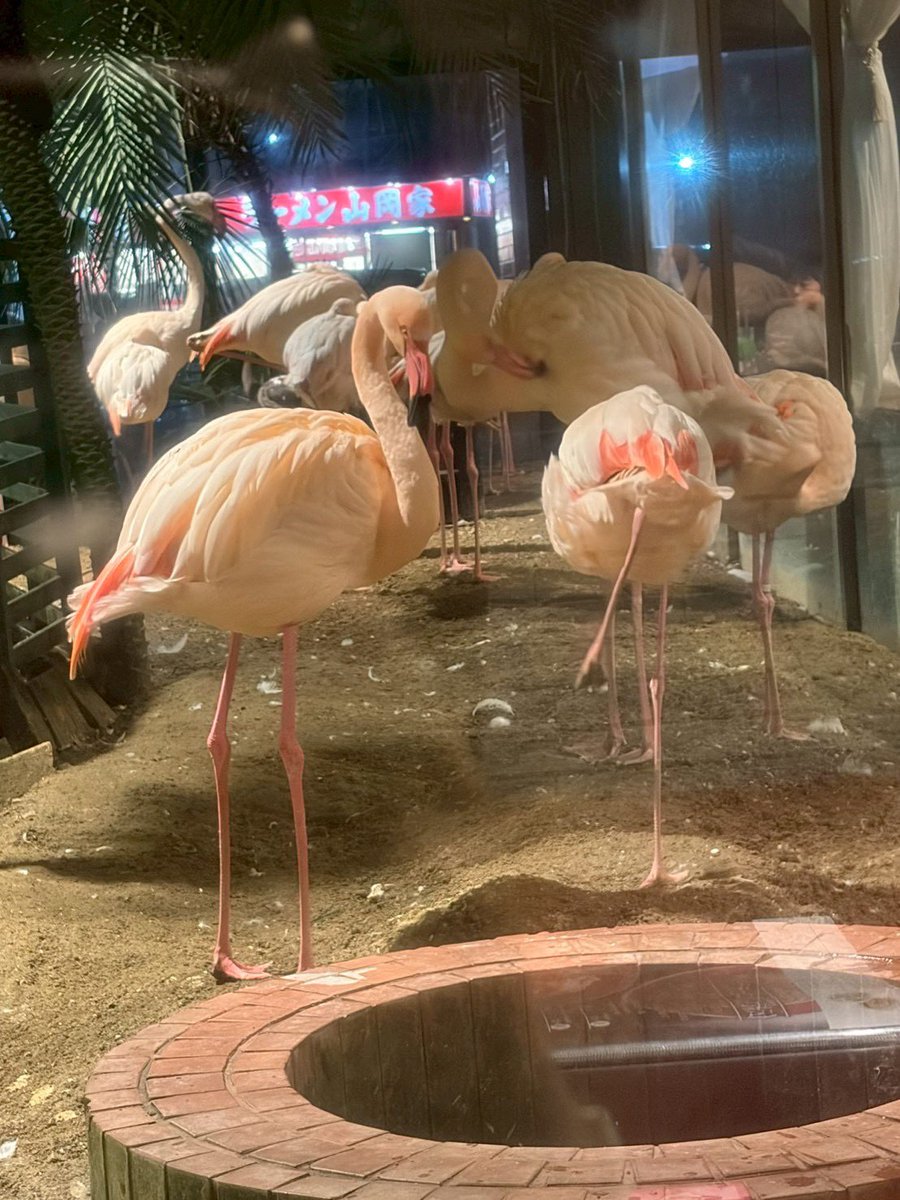 ふにらにん tweet media