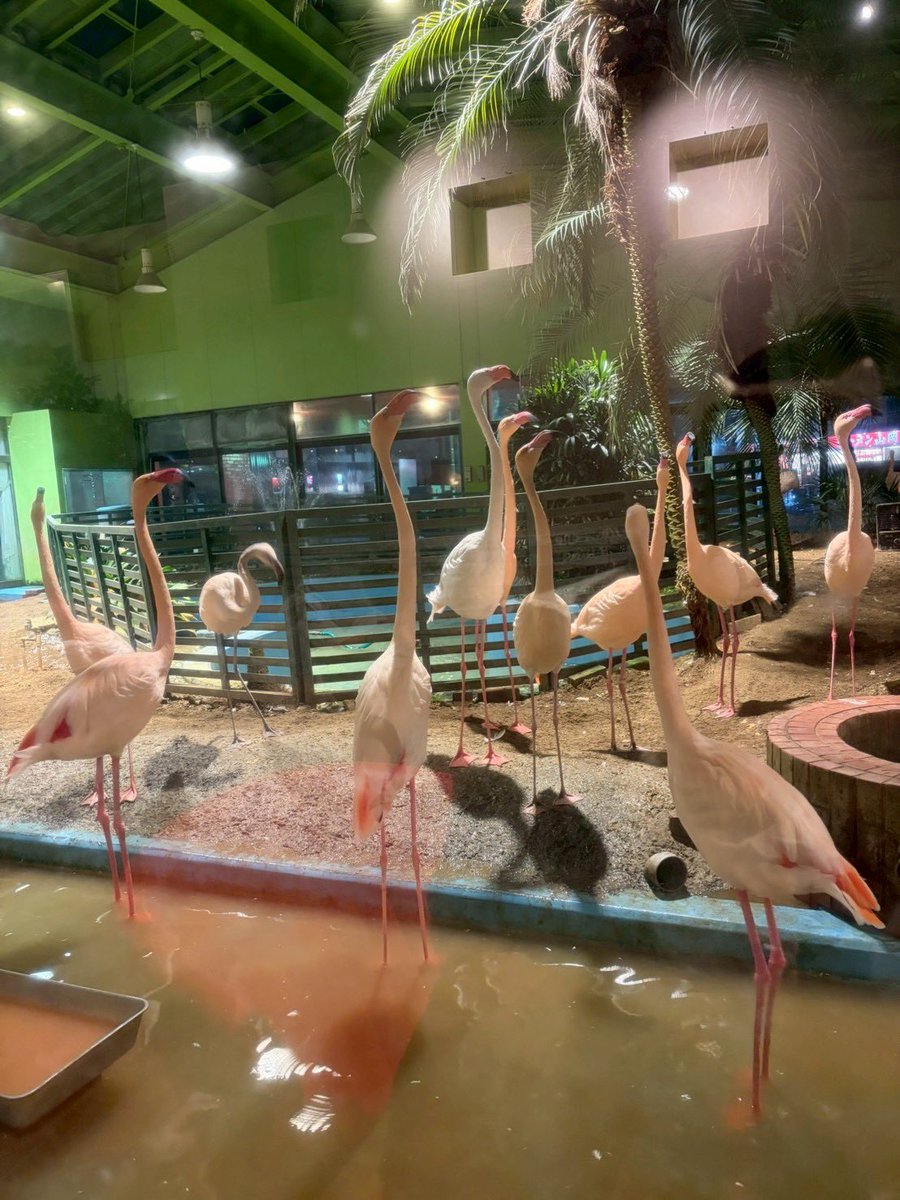 ふにらにん tweet media