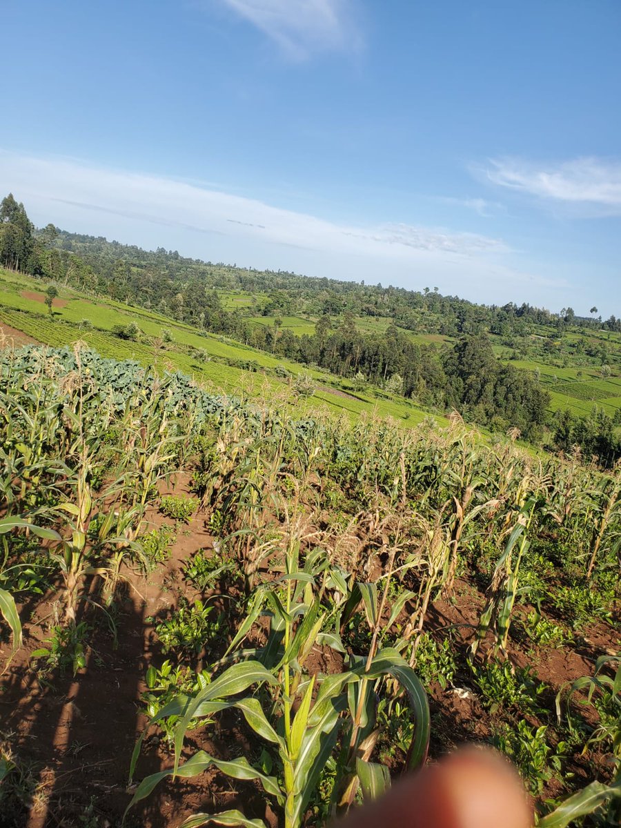 kim_kikwai's tweet photo. Good Morning from Chepkurbet Village.

Happy Sunday to you.

#kalenjintwitter https://t.co/w4tNvgYN2P