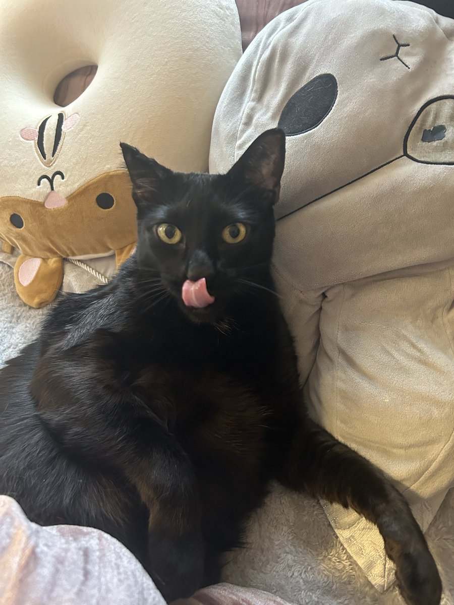 黒猫のリヴァイ tweet media