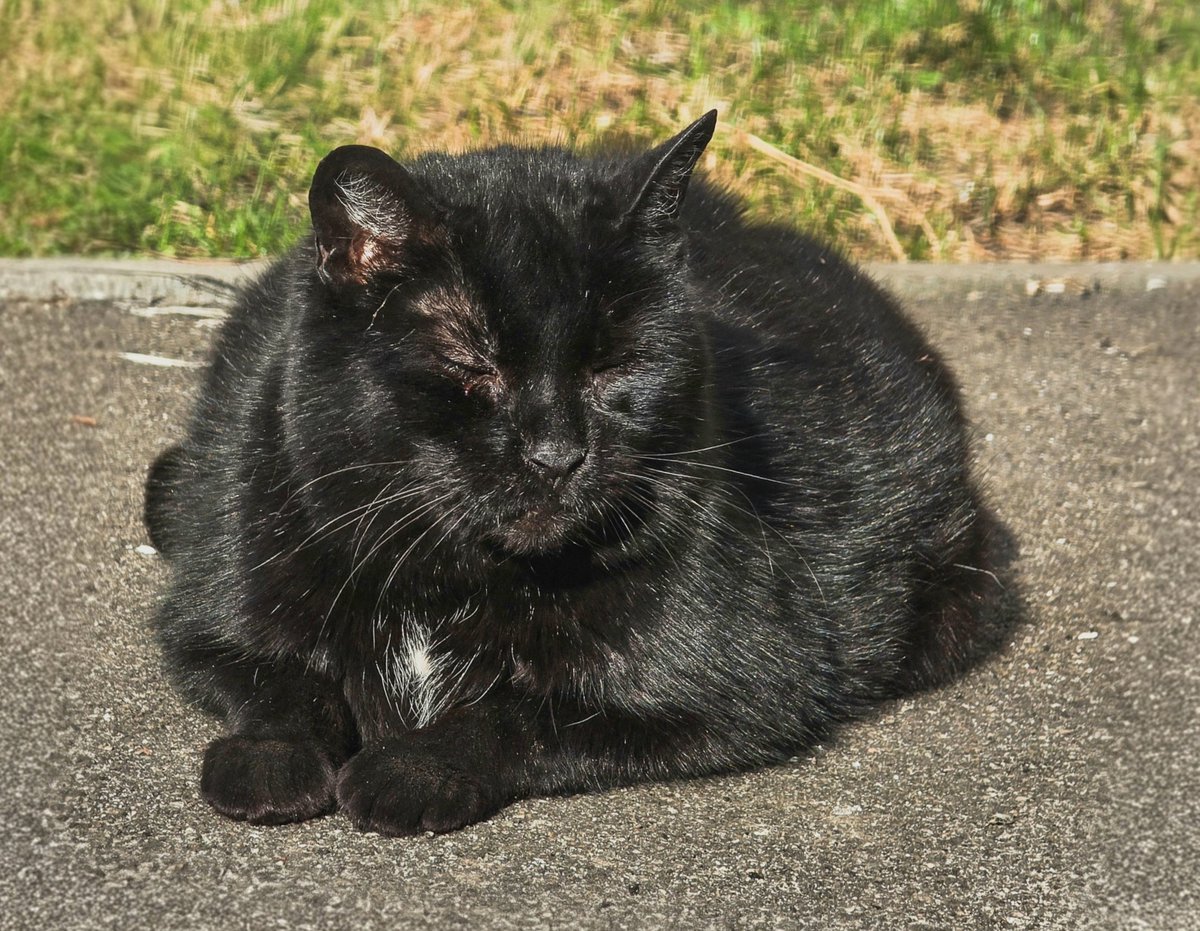 Той самий tweet media