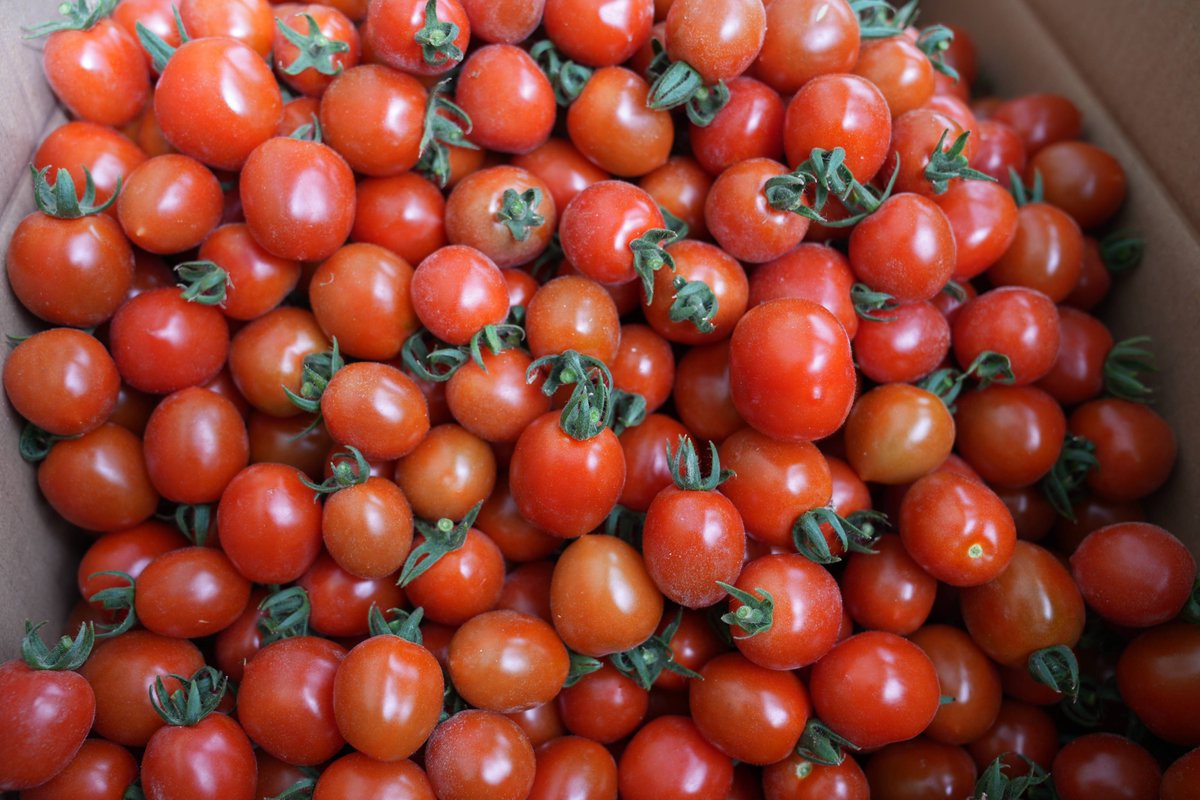 vLike p. tweet media