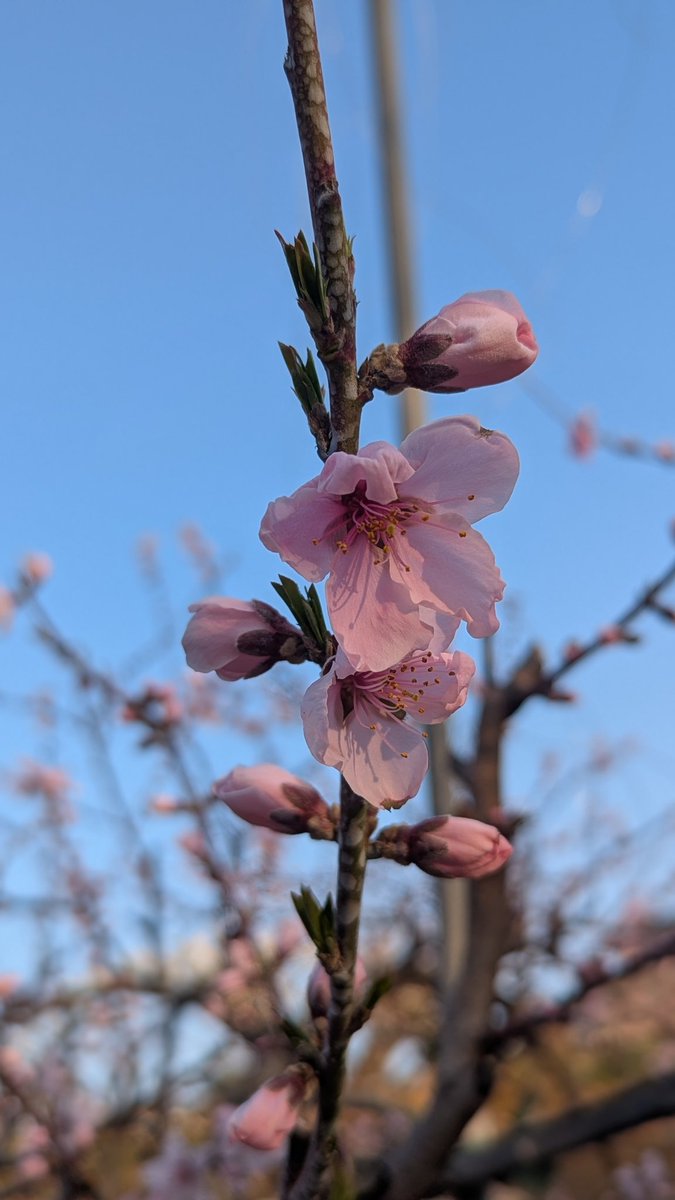 mitamanoyu's tweet photo. 渡邊です。
みたまの湯周辺の桃の花が開花しました。最近の暖かさで、例年よりも見頃が早まりそうです。近年の傾向として、ソメイヨシノと桃の花の見頃が重なる年が続き、今年も同時になりそうです😊。春のお花の鑑賞が昔に比べて短くなっており、とても残念ではございますが、春の花々と温泉を、一緒に楽しんでいただければ幸いです。ご来館をお待ちしております。#桃の花