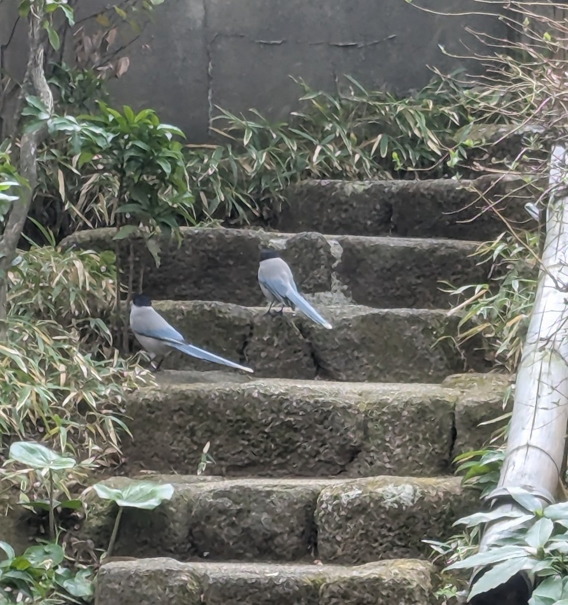 basho_museum's tweet photo. 七十二候では「雀始巣（すずめはじめてすくう）」を迎えました
芭蕉記念館の庭にも、階段を仲睦まじく登るオナガや、花の蜜を懸命に啄むヒヨドリの愛らしい姿が(^^)

東京では開花宣言がなされた桜ですが、当館ではまだ蕾のままです
恥ずかしがりやさんかな？

#芭蕉 #俳句 #尾長 #鵯 #basho #haiku https://t.co/ooWmm7HJGk