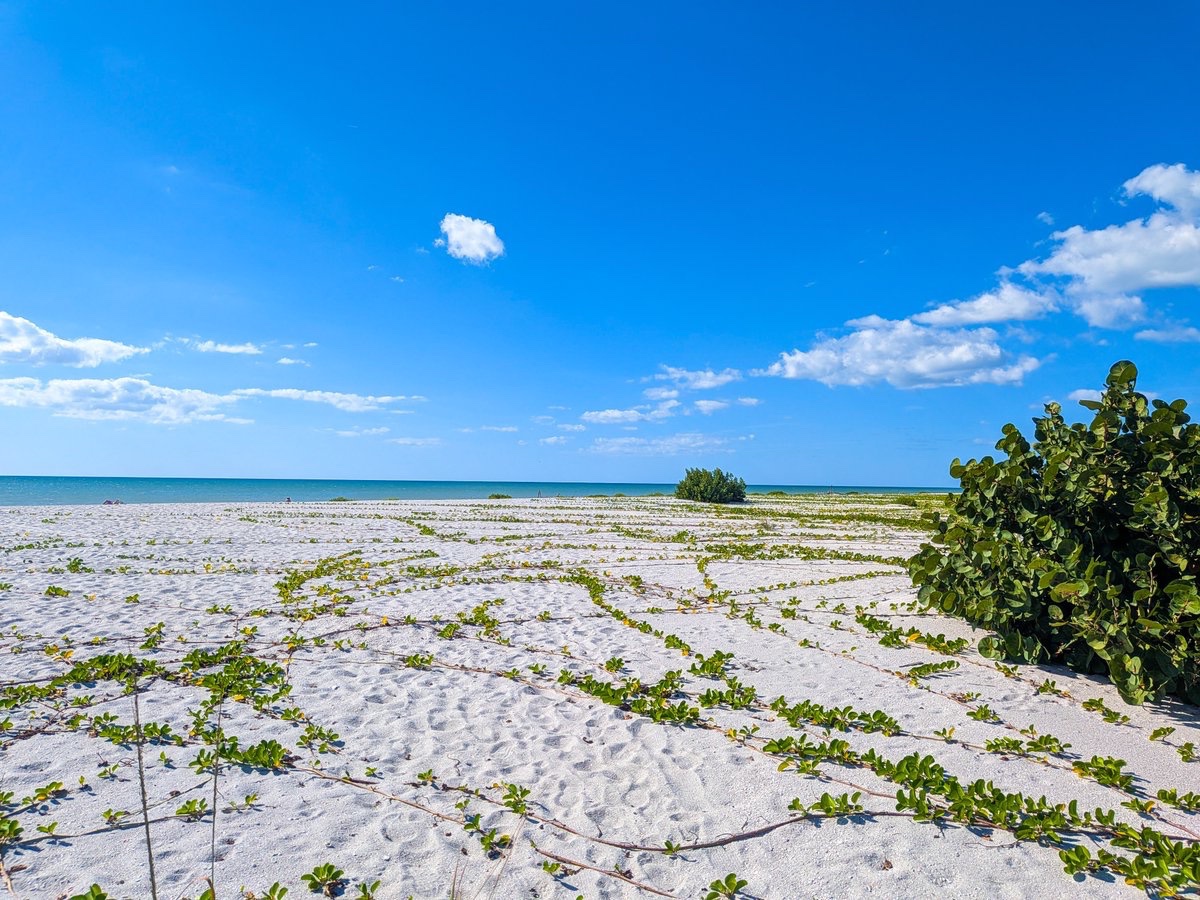 jazzy_bektas's tweet image. 🕊️ 
Breathe easy:
It’s Sunday 🌿

#sundaythoughts 
#Florida #beach 
#GoodMorning
#NatureLovers