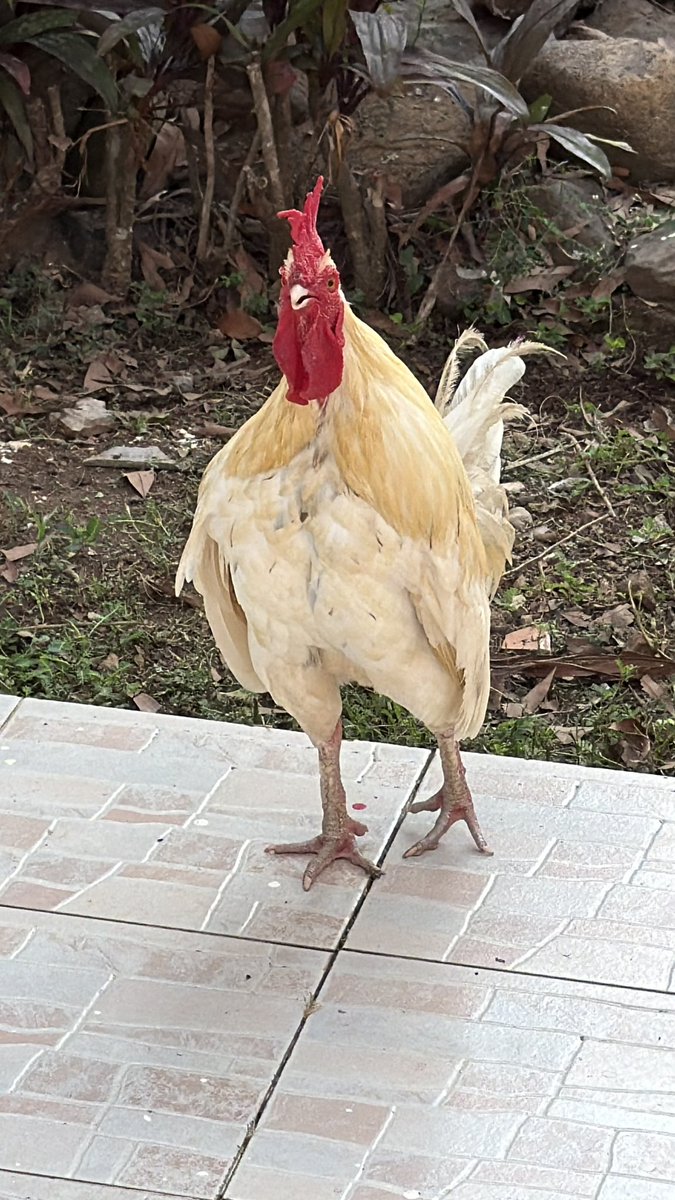 Jamie B. Quynn 🐥🦦 tweet media