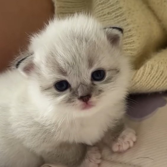 RechelArt tweet media