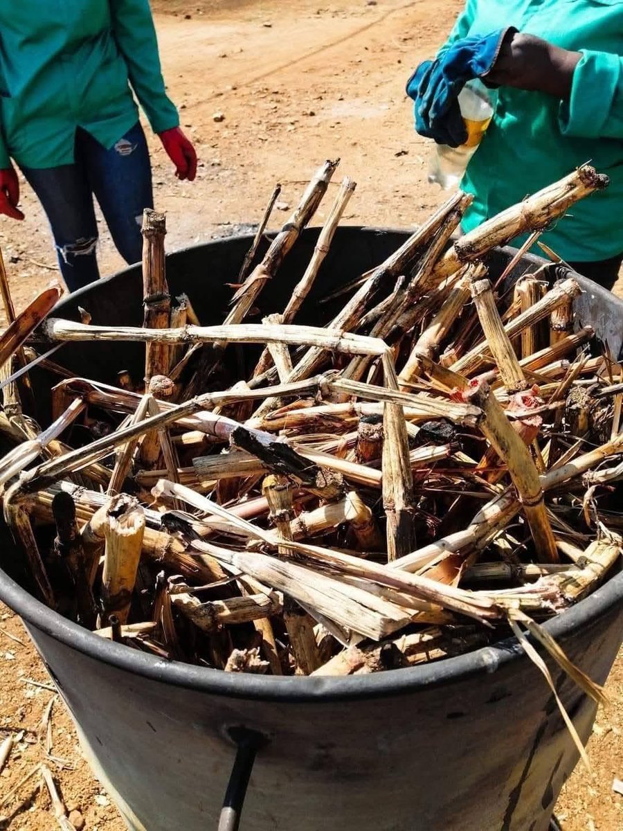 Katlego Maseng 🧠 tweet media