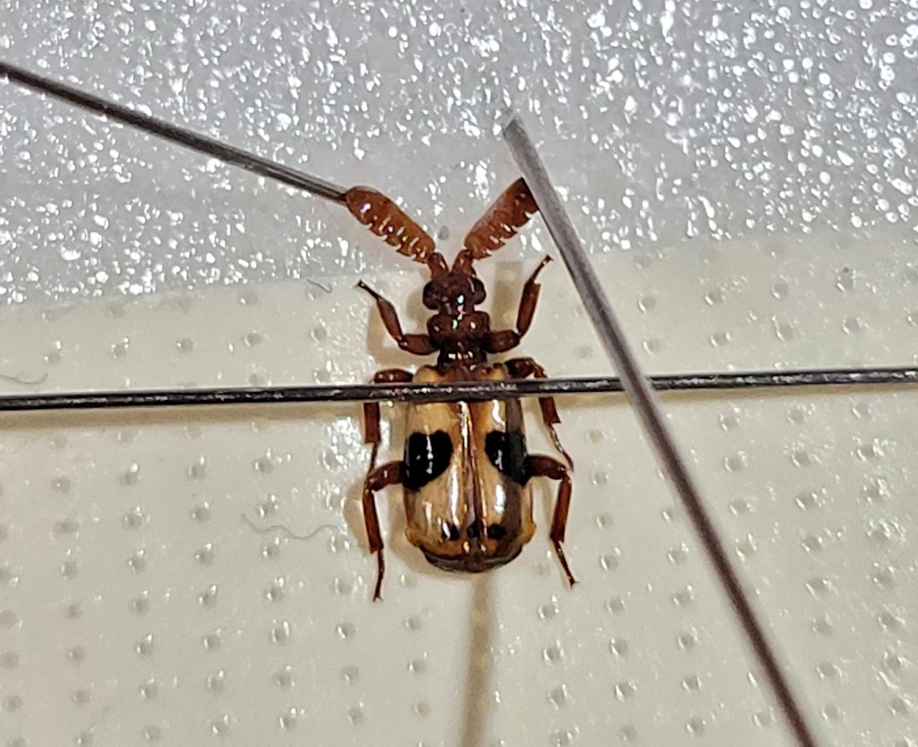 coll.col tweet media