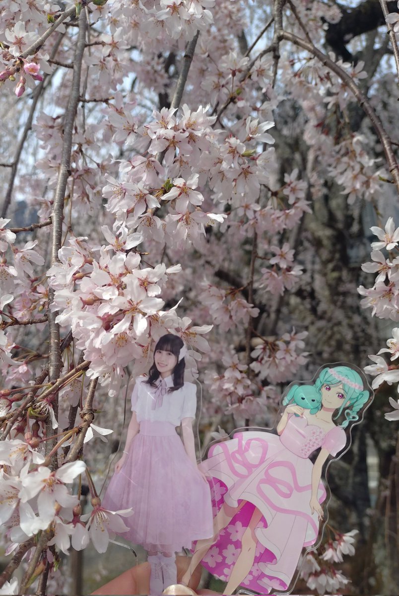 WHITE_Ayase's tweet image. さかくら🌸
#39color 
#坂倉花