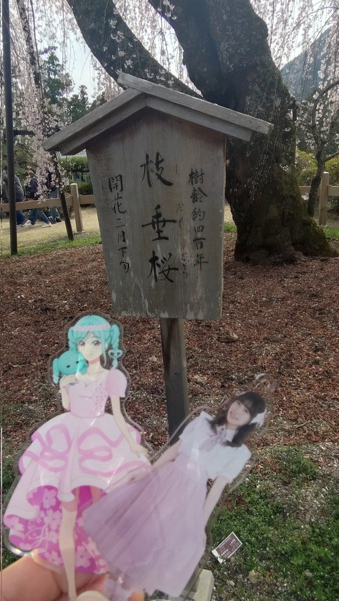 WHITE_Ayase's tweet image. さかくら🌸
#39color 
#坂倉花