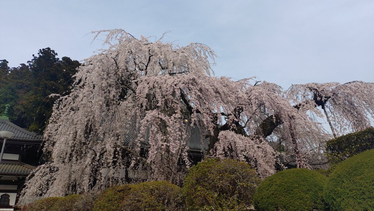 WHITE_Ayase's tweet image. さかくら🌸
#39color 
#坂倉花