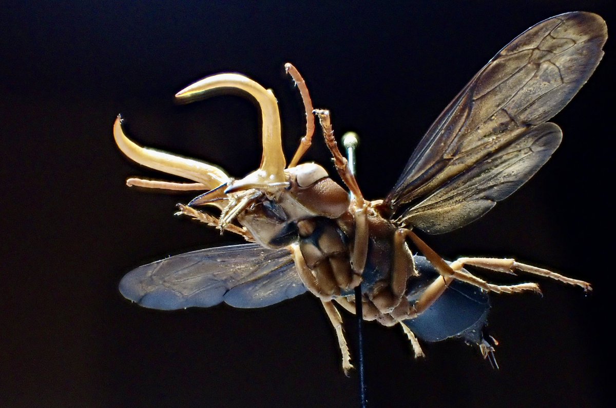 「花と角」 tweet media