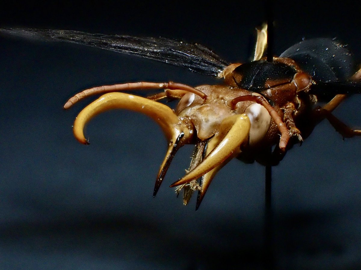 「花と角」 tweet media