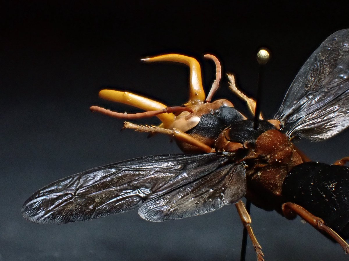 「花と角」 tweet media