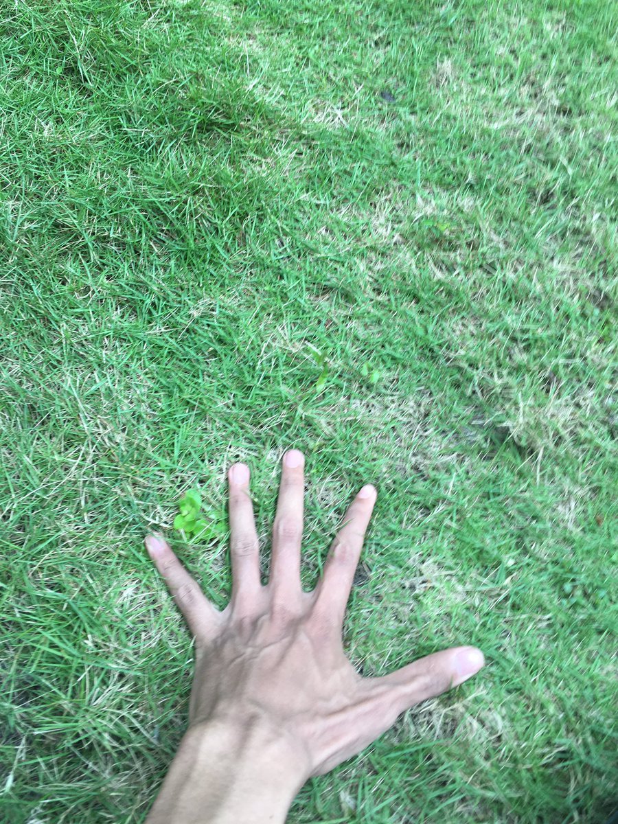 amlessyoi ~commission open~ tweet media