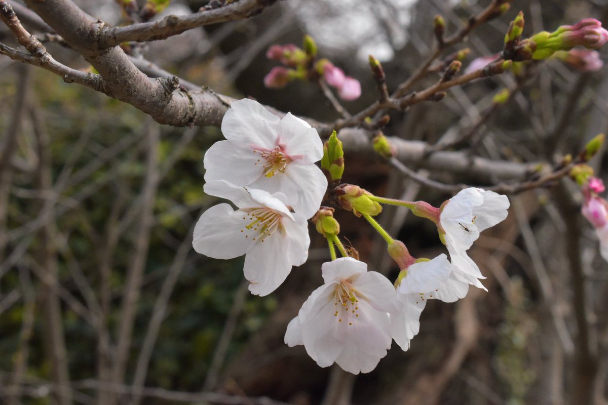 衛藤直毅_Eto Naoki tweet media