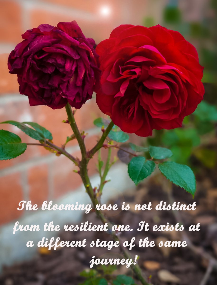 WhitakerMoss's tweet photo. Visit my website https://t.co/OAEdJjJ4NA 
#LifeRealities
#AuthorAnnette
#ResilienceAndBeauty
#WomensVoices
#EmbraceYourJourney #FaithAndGrowth
#HealingInProcess #WritersOfInstagram
#AuthenticLiving
#BloomAndBecome
#StrengthWithin https://t.co/5Z7uZM9t4Q