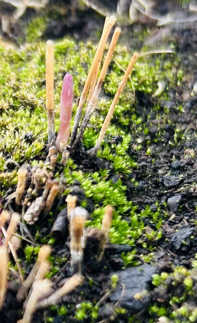 釣沢一衣 tweet media