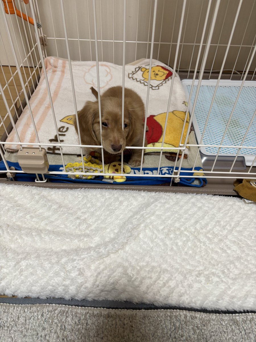 むぎずら tweet media