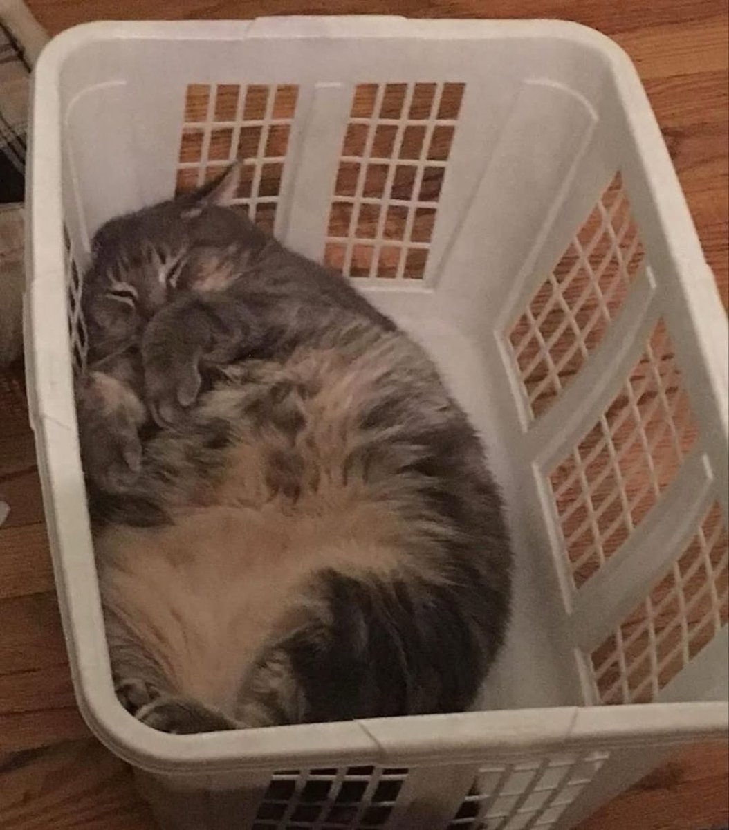 No Context Cats tweet media