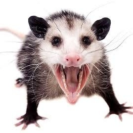 Jungle Watcher 👁️ - Saruê tweet media