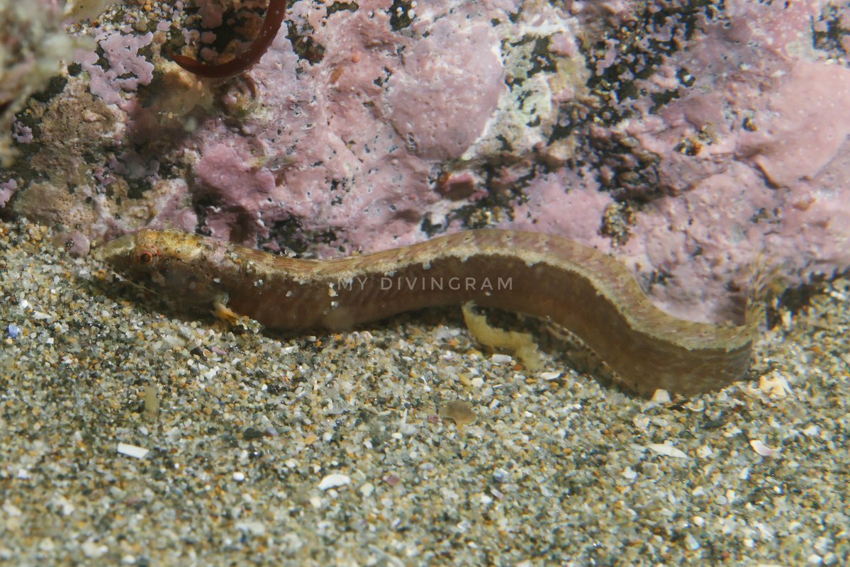 風裏 | 僕のだいびんぐらむ tweet media