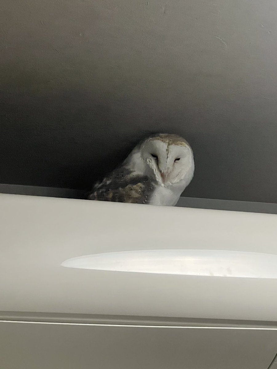 coromowl's tweet photo. 専用部屋になったころもさん
最近エアコンの上が定位置になってる（笑）
ちとやめて欲しいなぁ…🥹🥹 https://t.co/mTnHDqVqu8