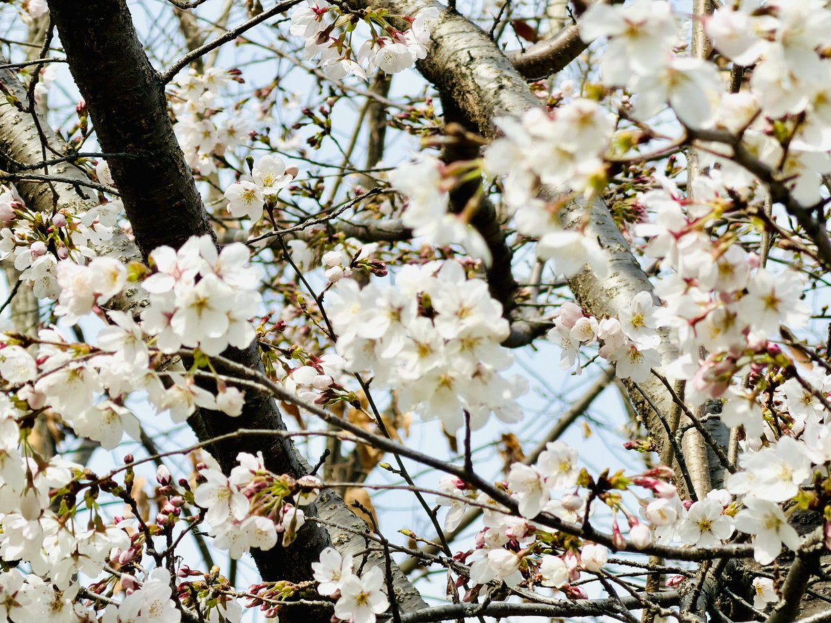 「今日はまな息子と2人で出かける。桜が美しいぜ。」|サンカクヘッドのイラスト