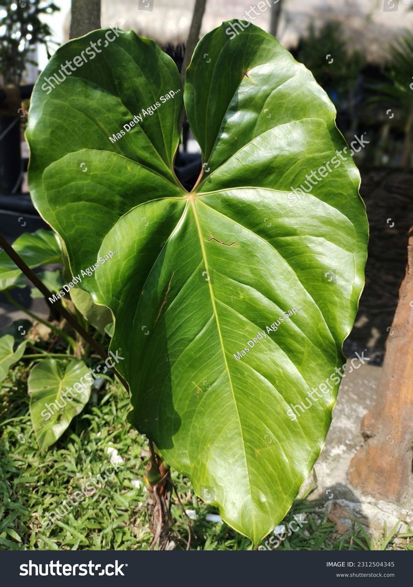 wendy argueta tweet media