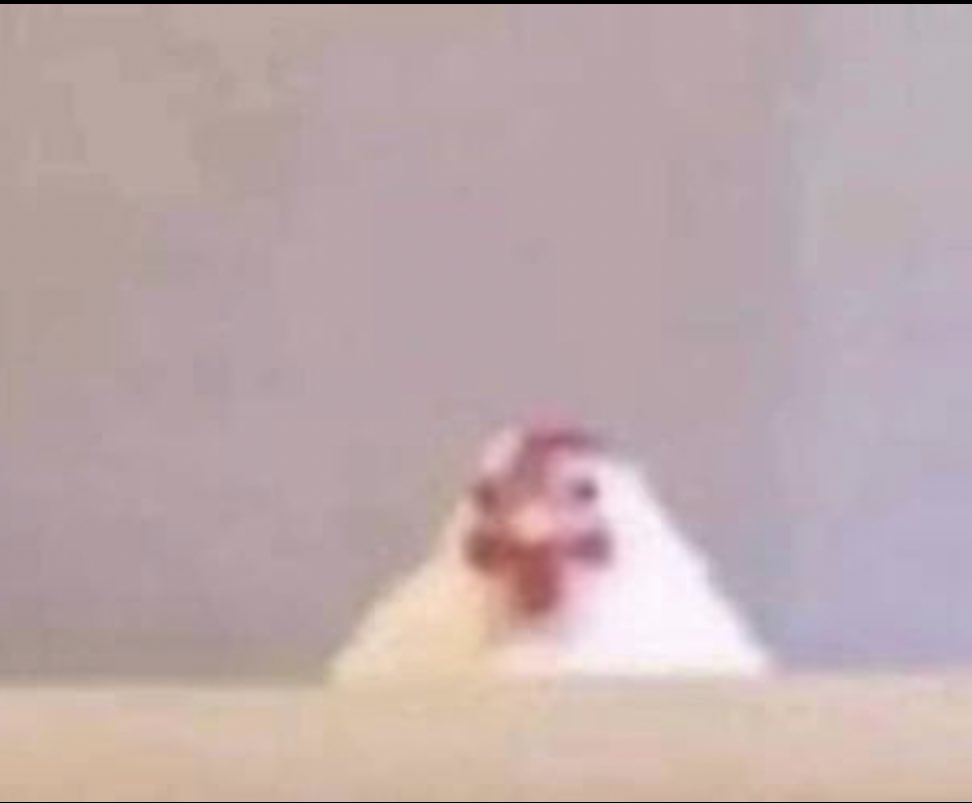 ڤاني tweet media