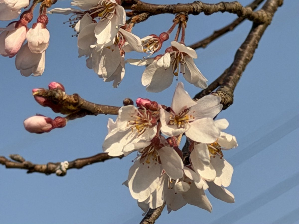 KuuFuture2's tweet photo. 春ですね🌸 https://t.co/AcseOccT4A