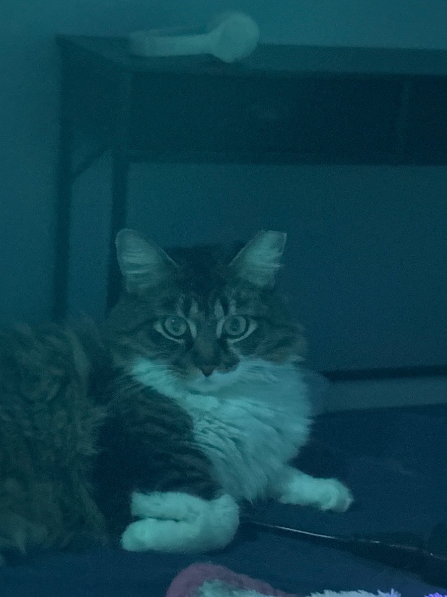 ash!! 🦇🦭💥 firelocke / arsonpyre ceo tweet media