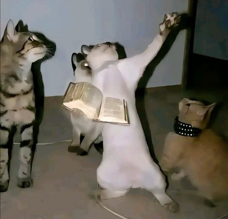 UnluckyTengu 🐦⬛ tweet media