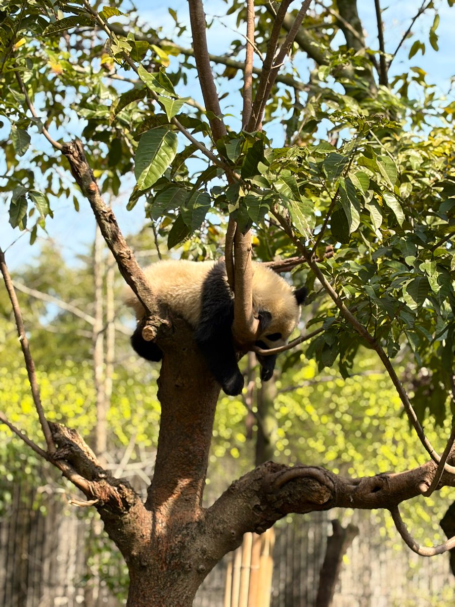 Kleefia🇯🇵 tweet media