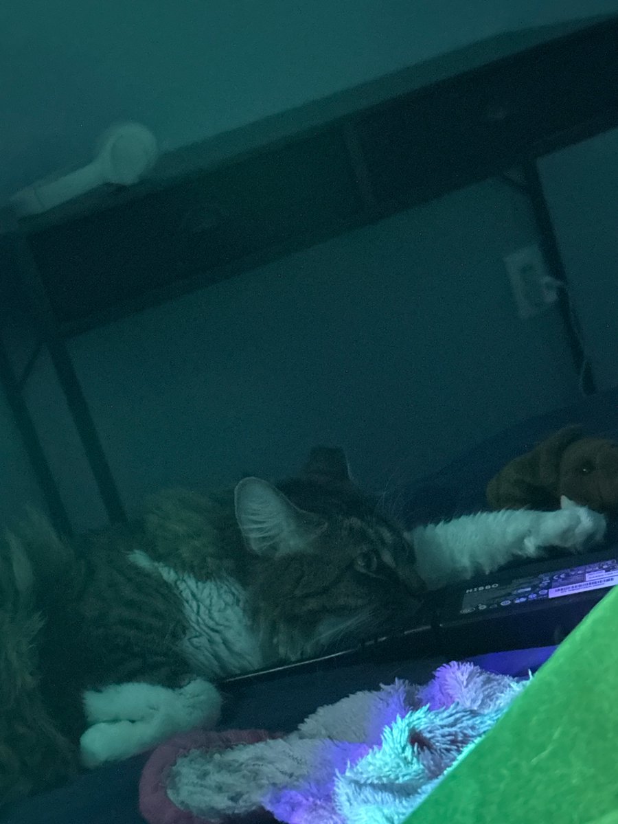 ash!! 🦇🦭💥 firelocke / arsonpyre ceo tweet media