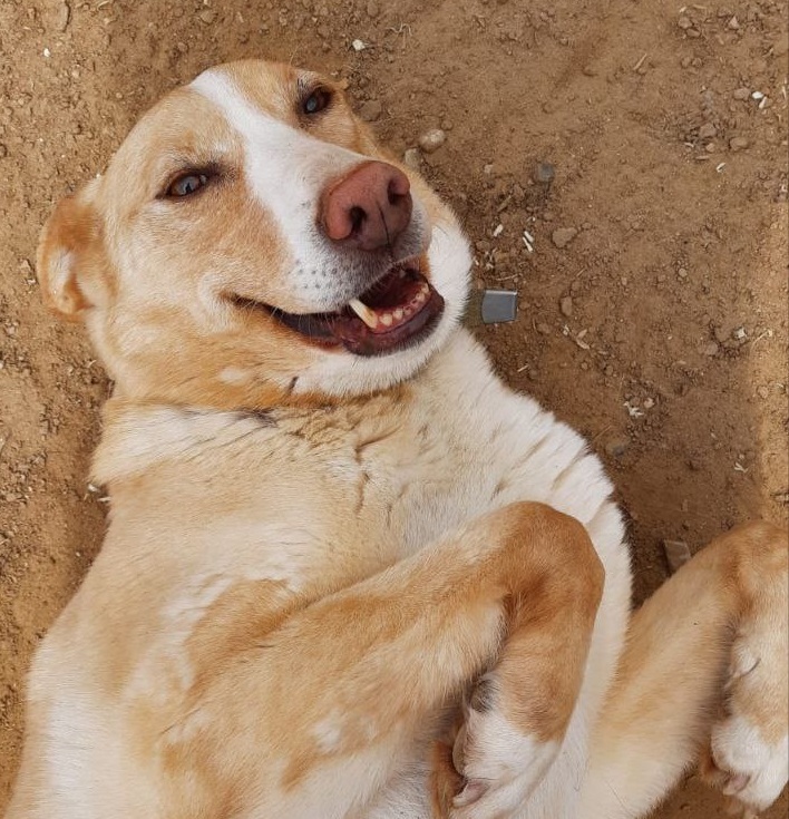 Меньше бездомных tweet media