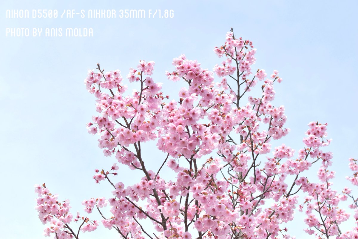 anis-molda tweet media