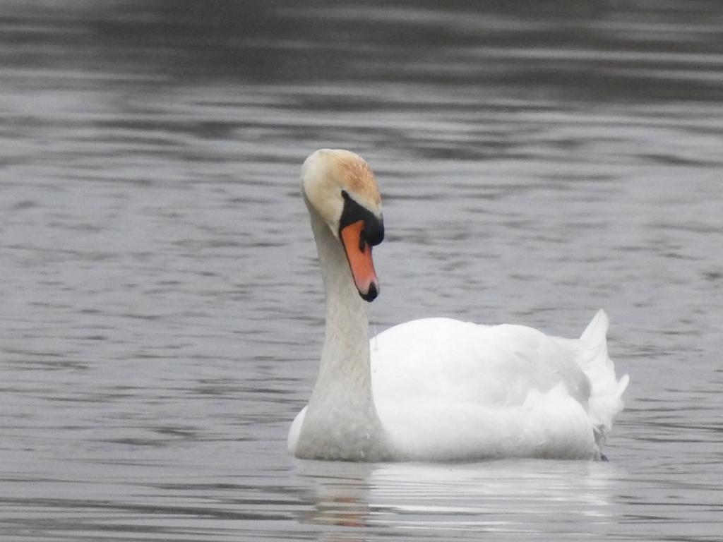 Janneke van der Wal tweet media