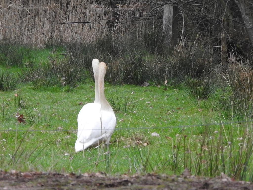 Janneke van der Wal tweet media