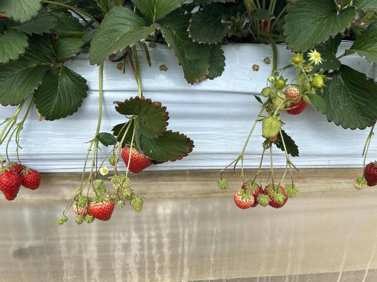 かろ～ら tweet media