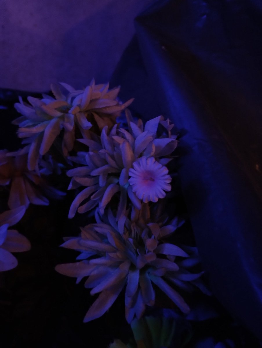 fer 🧉🤍 tweet media