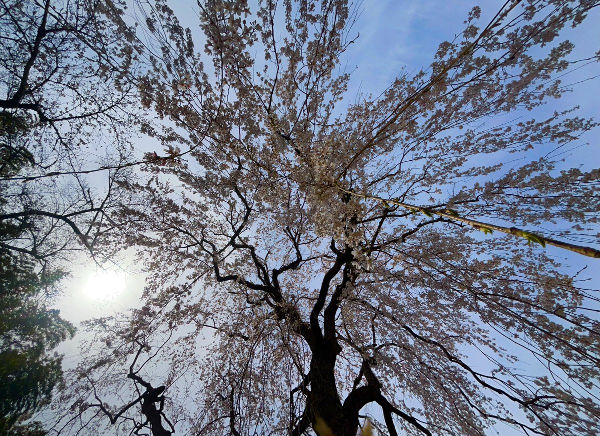 鈍足親父 tweet media