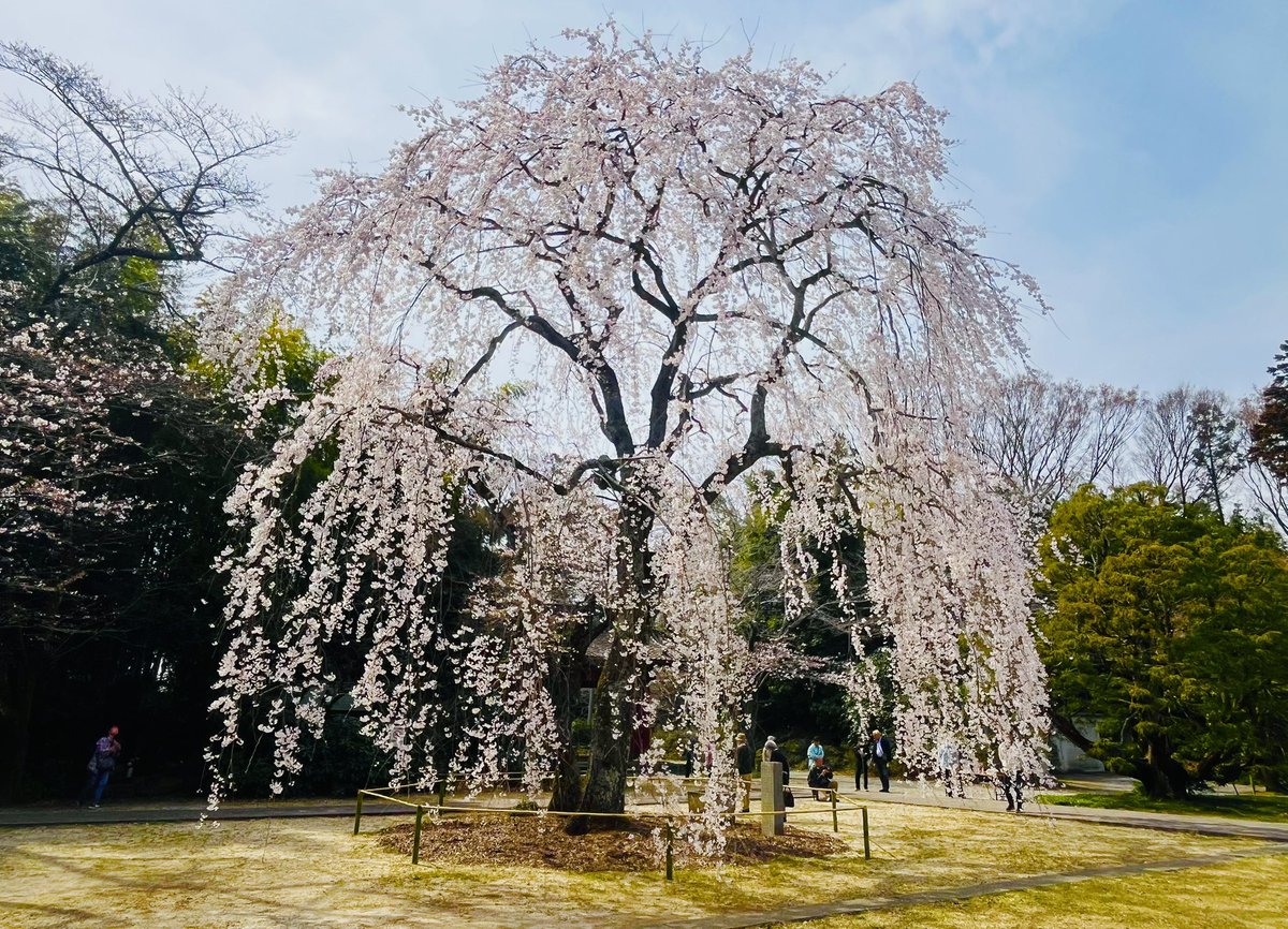 鈍足親父 tweet media