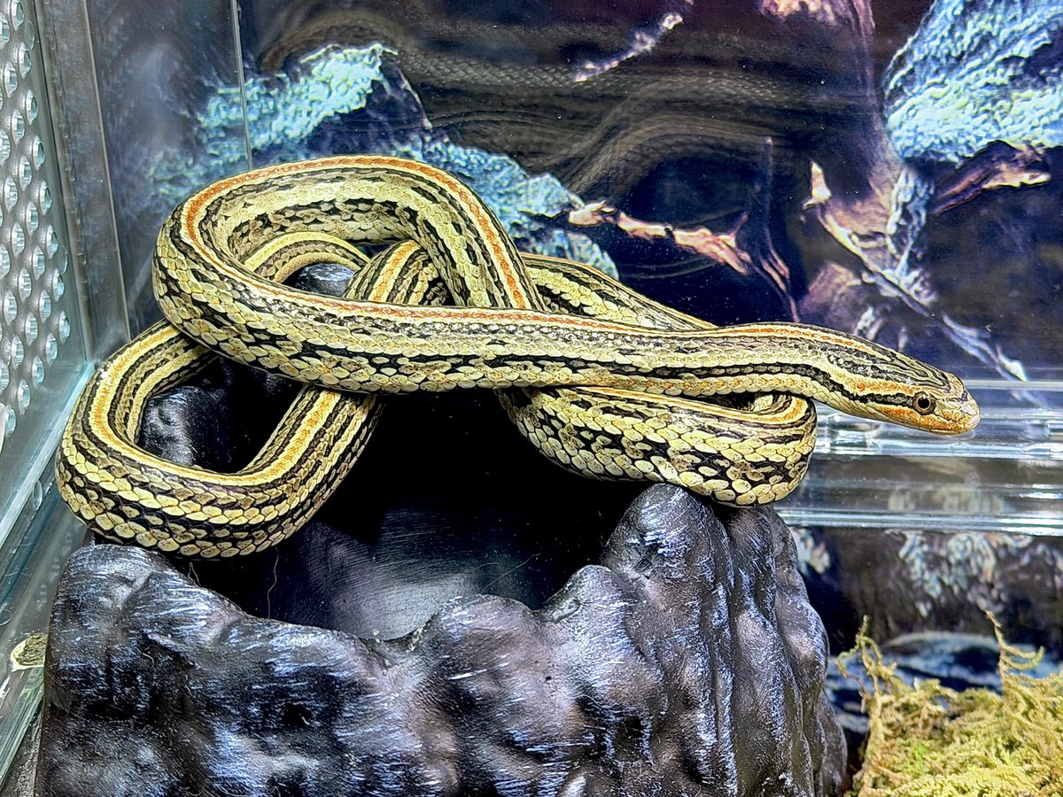 𝕃𝕖𝕠𓃠 tweet media