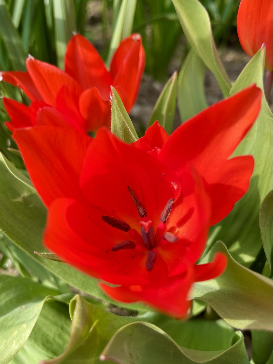 LeaRotenbach tweet media