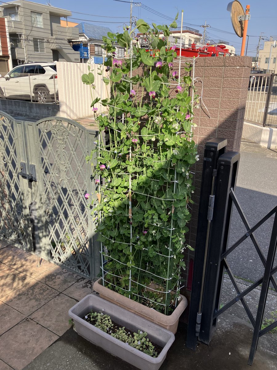 shuu_ski's tweet photo. 2月28日白花キヌサヤと赤花スナップエンドウの本格的開花が始まったが。。。実が付きません。。。こんなに寒い内の開花が原因かなぁ。。。
3月から毎週末に人工授粉を続けた結果？実が付きはじめ、3月22日ついに今シーズン初収穫6個、今後の収穫が楽しみです！！ https://t.co/B8LC3316G9