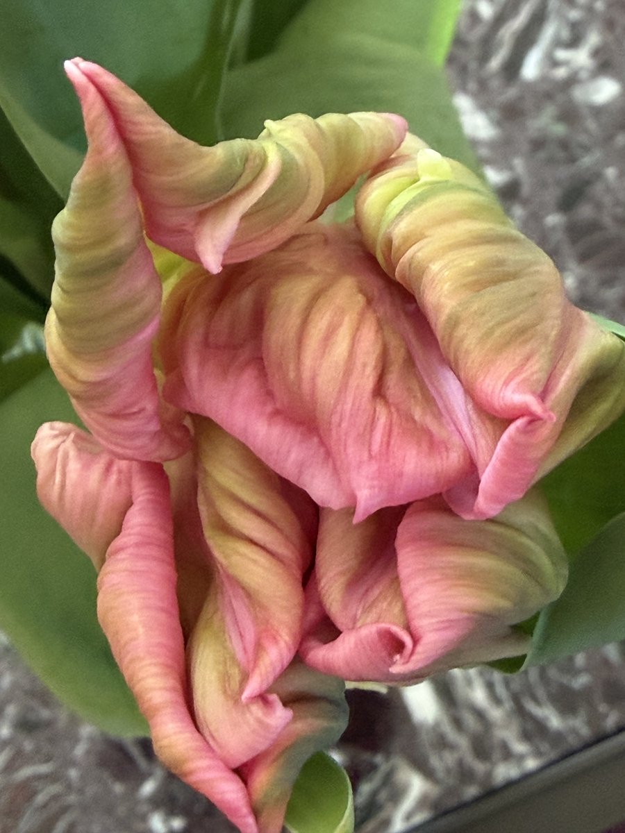 Cordula 27 tweet media